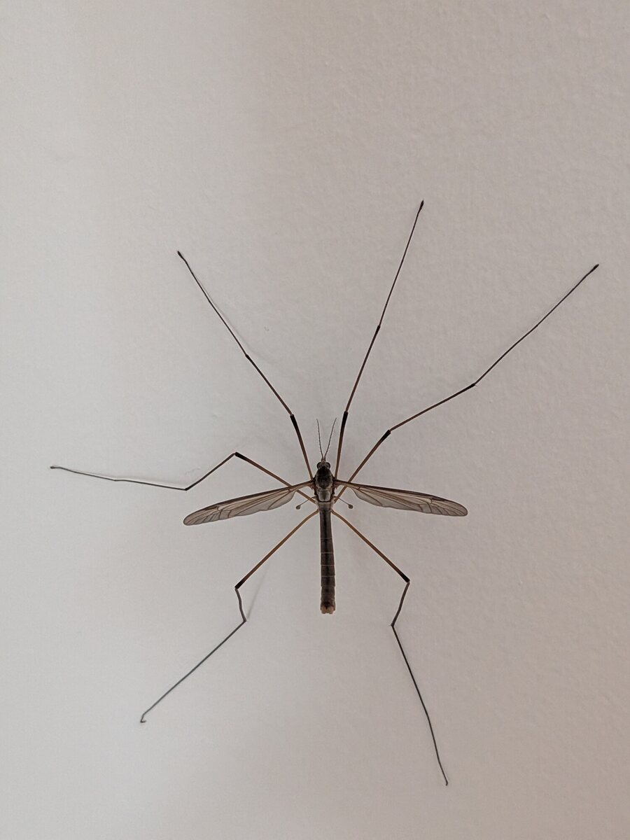 The whole insect from above showing all six legs complete and both wings entire
