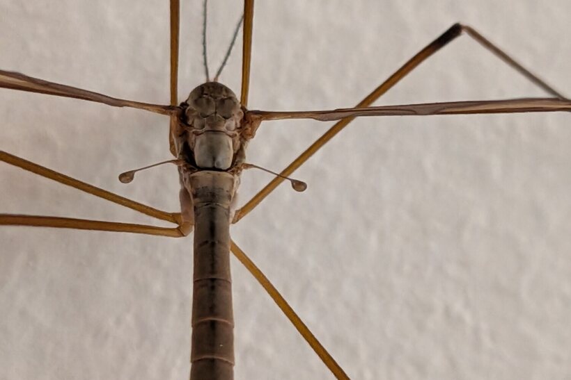 Close view of the thorax showing hardened pigmented cuticle and both halteres