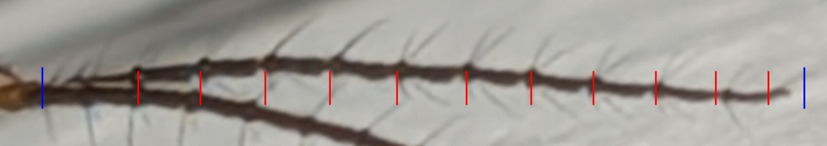 The near antenna straightened, with eleven red ticks marking the joints and blue marks at the flagellum start and tip