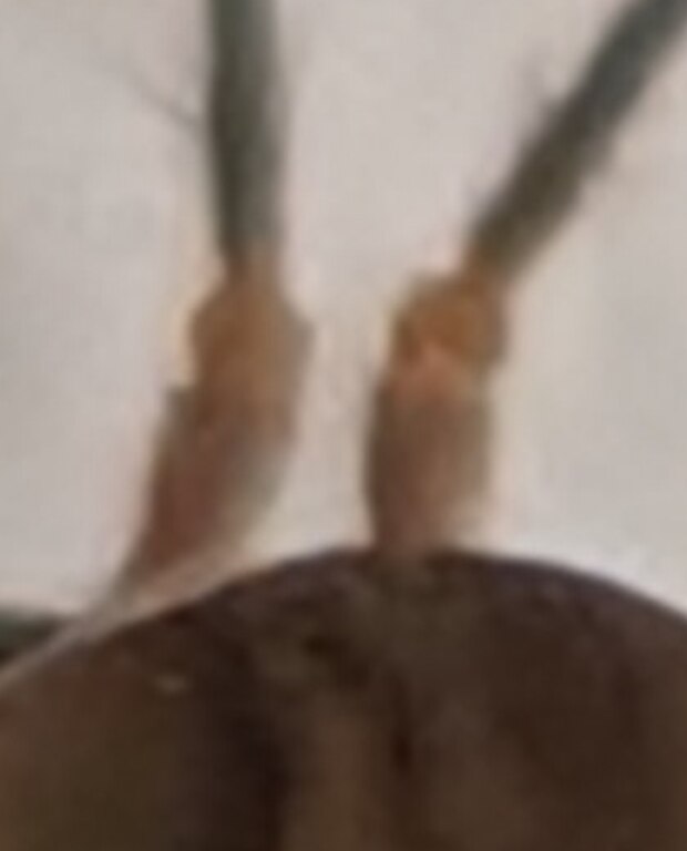Macro of both antenna bases showing a pale scape and pedicel before the dark flagellum begins