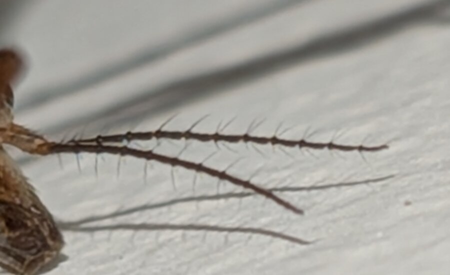 Both antennae diverging from the head, the near one in focus and the far one descending below it