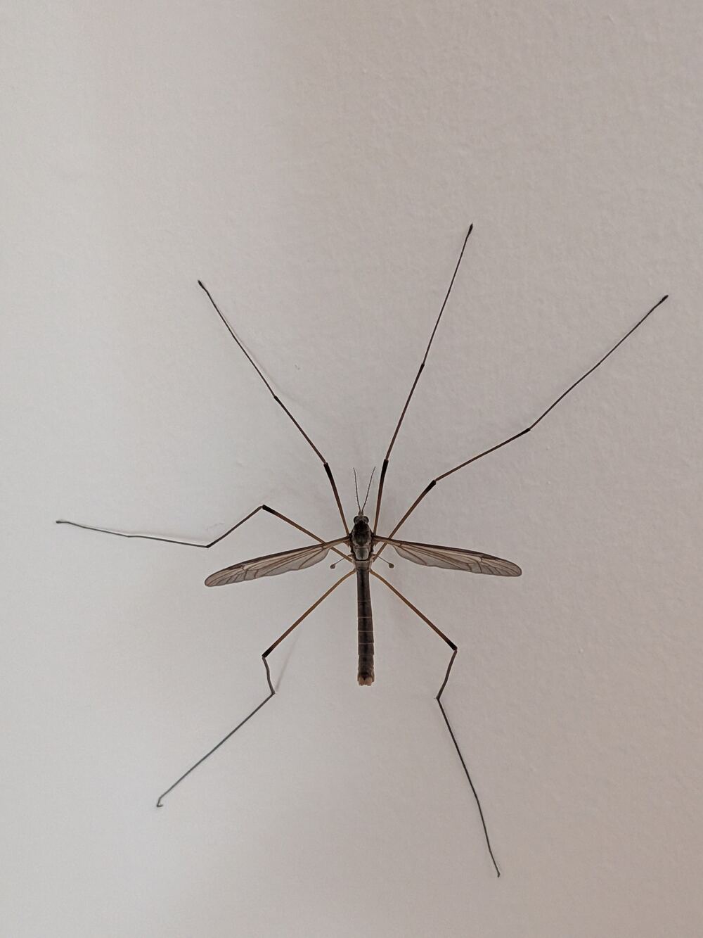 A crane fly seen from above on a white wall, wings spread, all six long legs extended