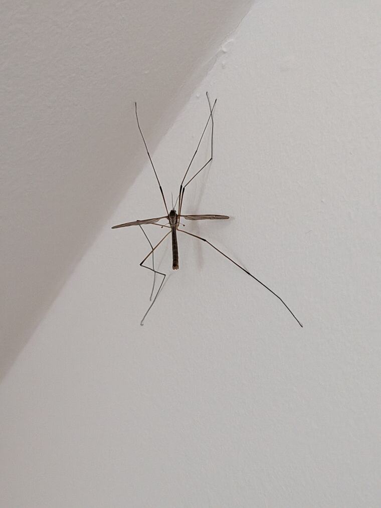 The same insect at a distance, resting near the ceiling
