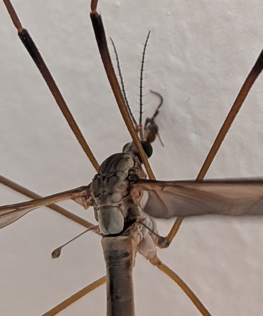 Macro of the head and thorax showing a pale drumstick-shaped haltere, a bottle-green eye and a short snout