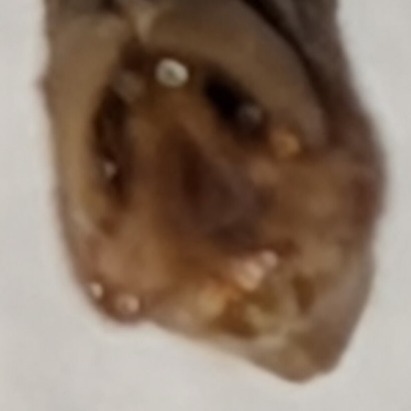 The male genital capsule photographed nearly face-on from behind, showing a dark central cavity ringed by pale points