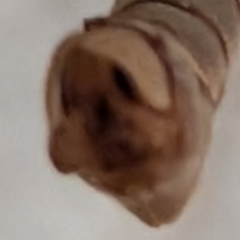 A more oblique view of the same genital capsule showing its profile