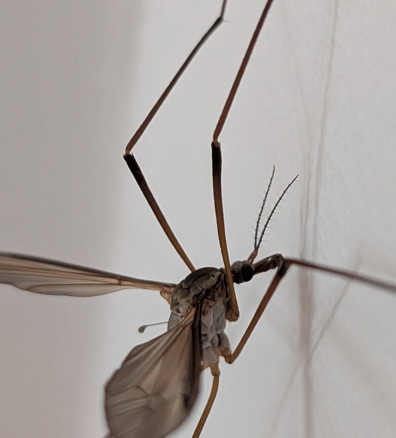 Lateral macro of this specimen with both antennae held clear of the body