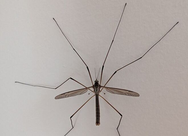This specimen photographed from above on a white wall