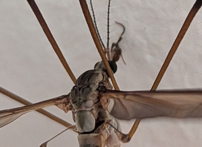 Macro of this specimen's head showing the green eye, antennae and a haltere