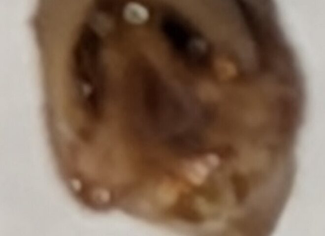 This specimen's blunt swollen abdomen tip