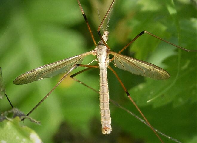 Reference photograph of a male Tipula oleracea on vegetation