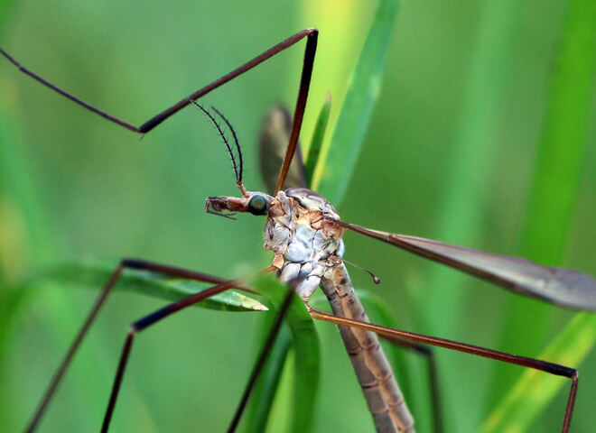 Reference macro of a Tipula oleracea head showing the green eye and antenna