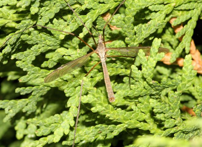 Reference photograph of a male Tipula oleracea showing its blunt abdomen tip