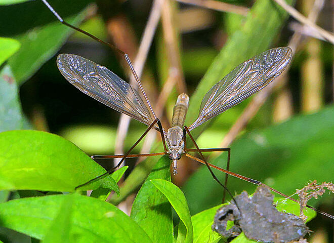 Reference photograph of Tipula paludosa on vegetation with wings spread