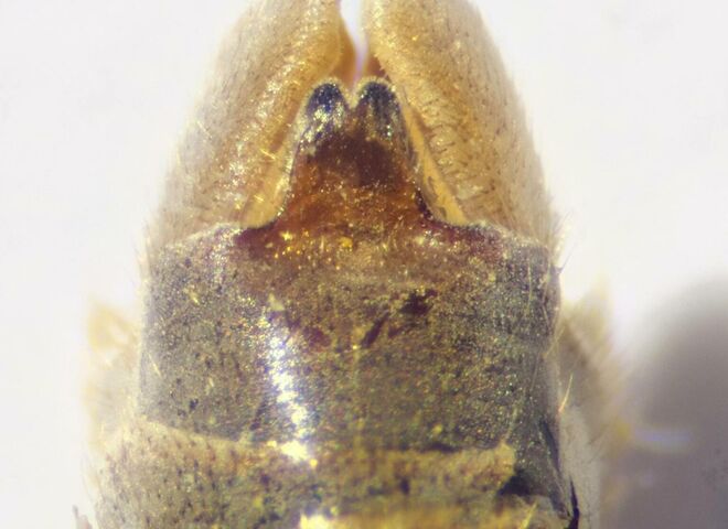 Macro reference photograph of the hypopygium of a male Tipula paludosa