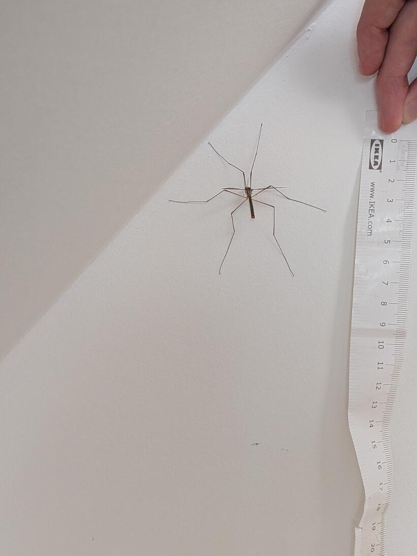 The crane fly on a wall photographed alongside a paper ruler for scale