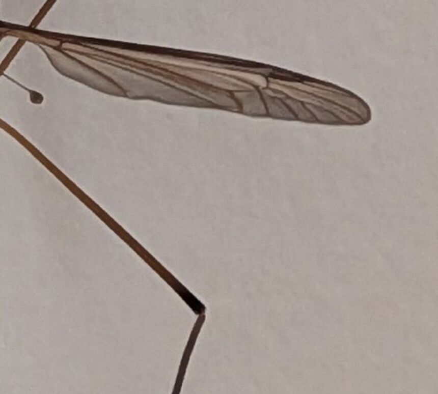 Close-up of the right wing showing the dark pterostigma near the leading edge